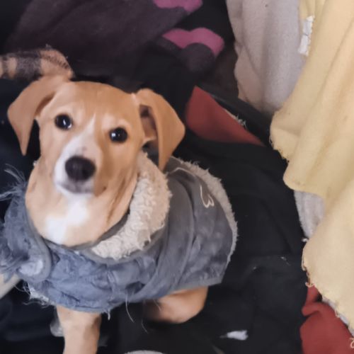 Khalesi se trouve dans un refuge en roumanie #1