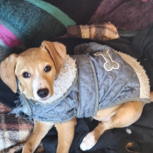 Khalesi se trouve dans un refuge en roumanie