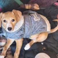 Khalesi se trouve dans un refuge en roumanie #3