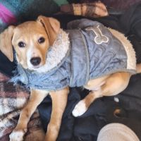 Khalesi se trouve dans un refuge en roumanie #4