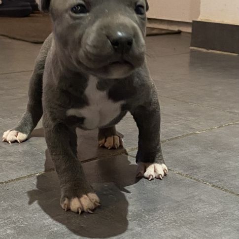 Amstaff à réserver #0