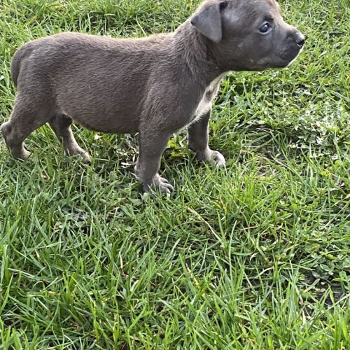 Amstaff à réserver #2