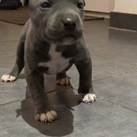 Amstaff à réserver