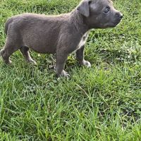 Amstaff à réserver #2