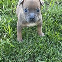 Amstaff à réserver #3