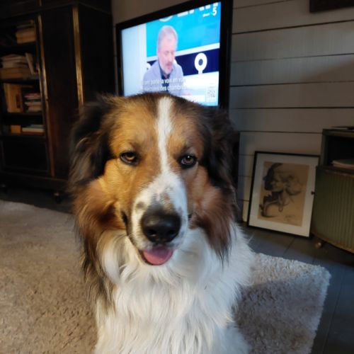 Don d'un beau berger bulgare #0