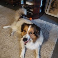 Don d'un beau berger bulgare #2