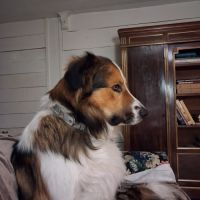 Don d'un beau berger bulgare #3