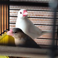 Couple de paddas de java sexés #3