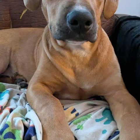 Goliath le magnifique #1