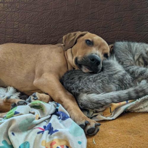 Goliath le magnifique #3