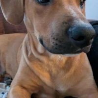 Goliath le magnifique