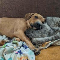 Goliath le magnifique #3