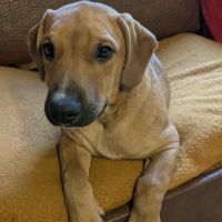 Goliath le magnifique #5