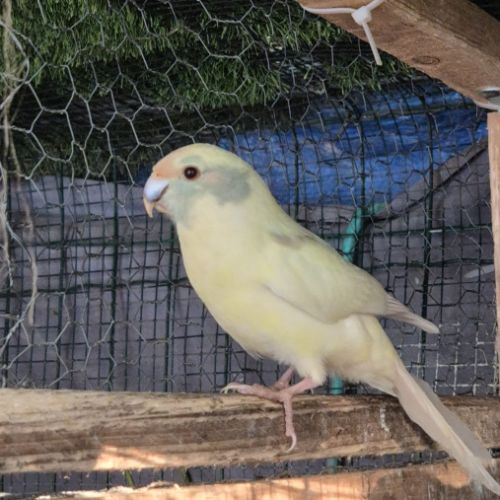 Perruche kakariki mâle #3