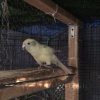 Perruche kakariki mâle