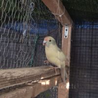 Perruche kakariki mâle #2