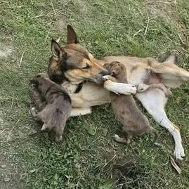 Chien orka à l adoption #2