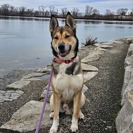 Chien orka à l adoption #4