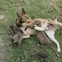 Chien orka à l adoption #2