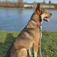 Chien orka à l adoption #3