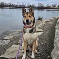 Chien orka à l adoption #4