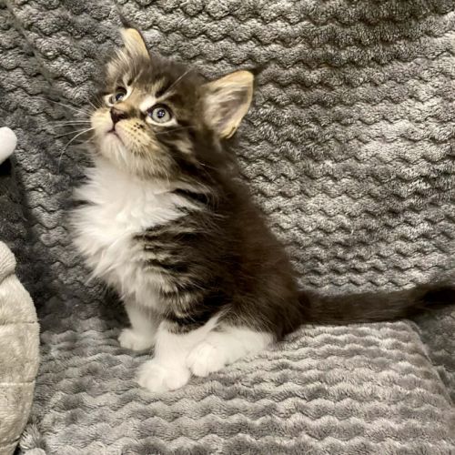 Magnifique bébé coon 2mois #4