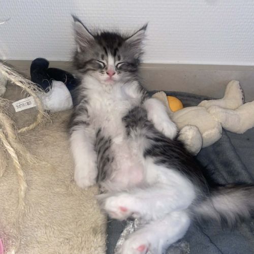 Magnifique bébé coon 2mois #6