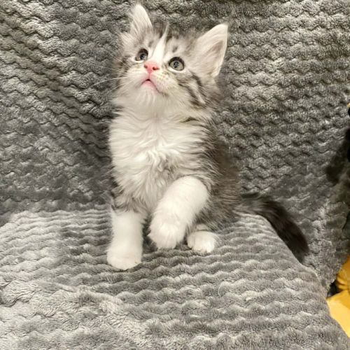 Magnifique bébé coon 2mois #8