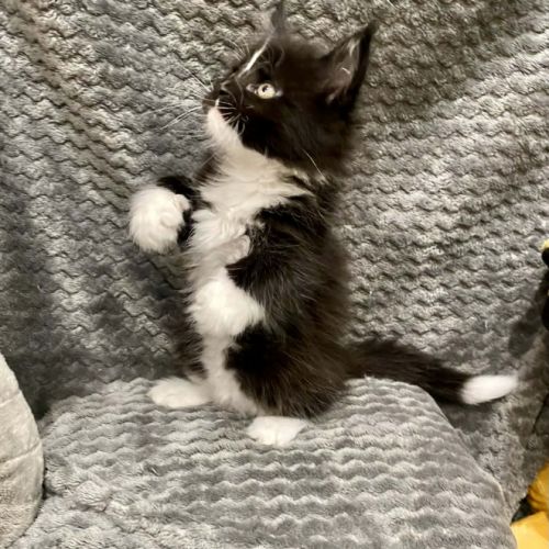 Magnifique bébé coon 2mois #11