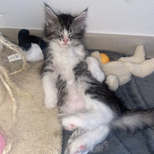 Magnifique bébé coon 2mois #1