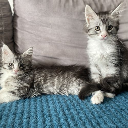 Magnifique bébé coon 2mois #2