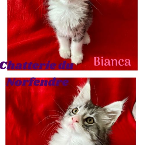 Magnifique bébé coon 2mois