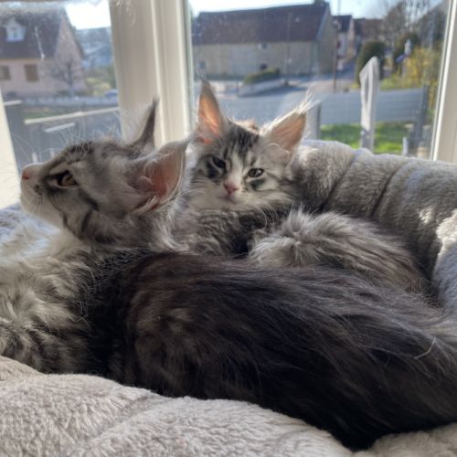 Magnifique bébé coon 2mois #3