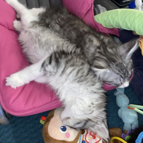 Magnifique bébé coon 2mois #6