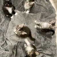 Magnifique bébé coon 2mois #1