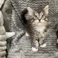 Magnifique bébé coon 2mois #2