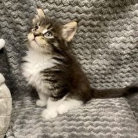 Magnifique bébé coon 2mois #4