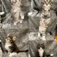 Magnifique bébé coon 2mois #7