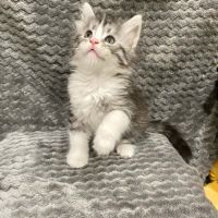 Magnifique bébé coon 2mois #8