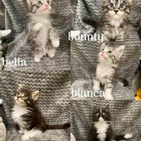 Magnifique bébé coon 2mois #9