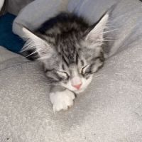 Magnifique bébé coon 2mois