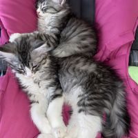 Magnifique bébé coon 2mois #5