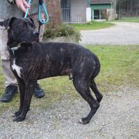 Chien balou de mely à l adoption