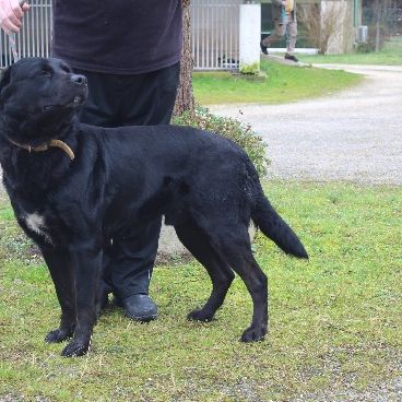 Chien malco à o adoption #0