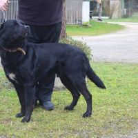 Chien malco à o adoption