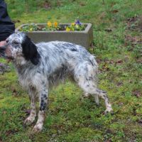 Chien vegas à l adoption