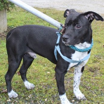 Chien yoshi à l adoption #0