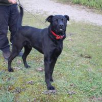 Chien sony à l adoption