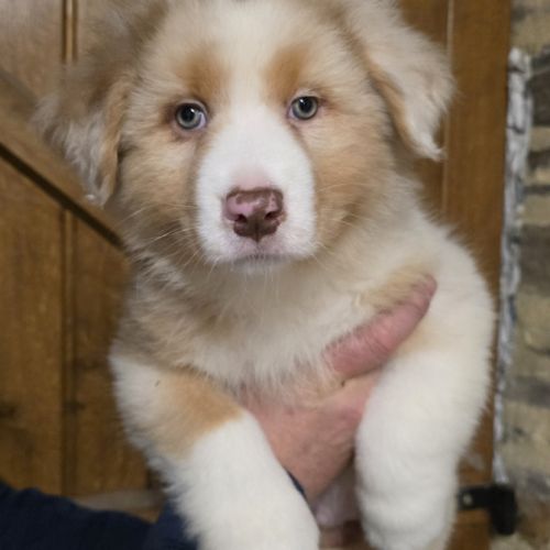 Chiot berger australien lof #0